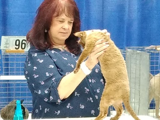 Judging the Devon Rex!