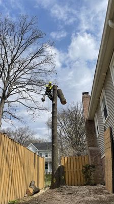 Tree removal