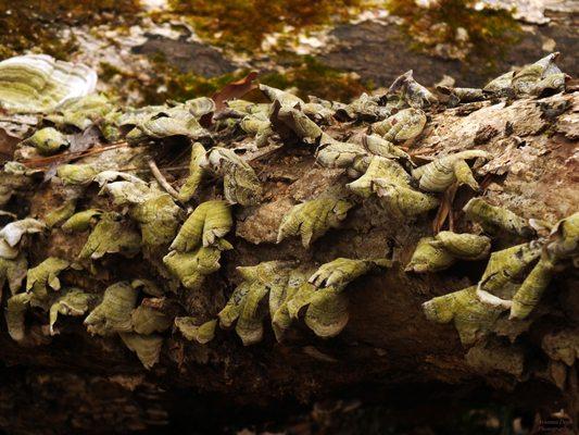 One of many types of cluster mushrooms located within the preserve.