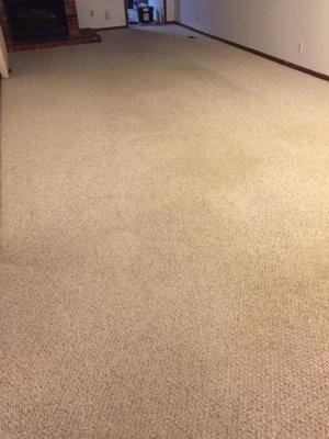 Carpet cleaned in home stains gone.