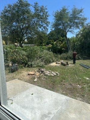 2 mango trees and one smaller tree cut to the stump