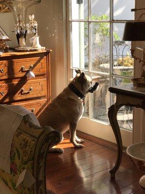 Crook, our shop dog!