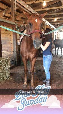 This is Red, and he is such a sweetheart and an amazing ride. I definitely recommend him if you've ridden before.