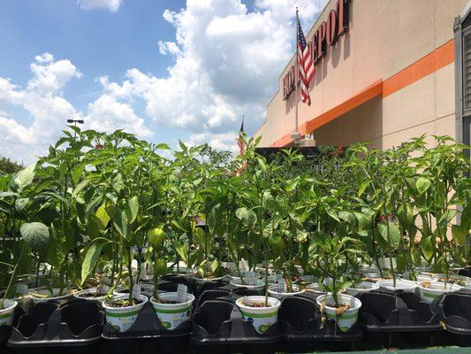 Peppers already sprouting!