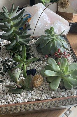 Deluxe Succulent Garden