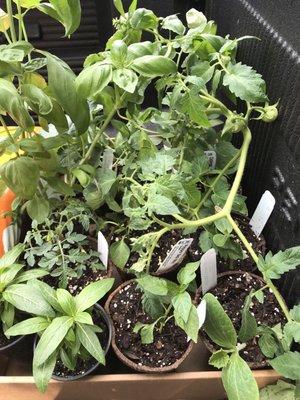 Tomatoes, peppers, squash, basil.