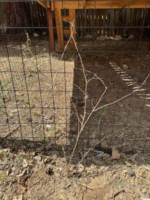 Dead Goji berry they claimed would be fine after planting.