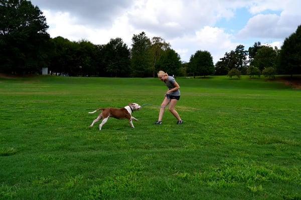 Asheville Dog Training, The Champion Canine.