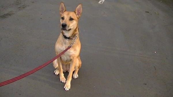 Heidi in a sit and stay. Such a good girl she is.