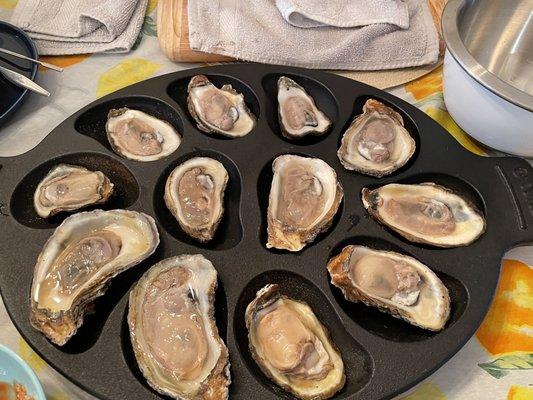 Fresh Gulf oysters shucked at home , yum!