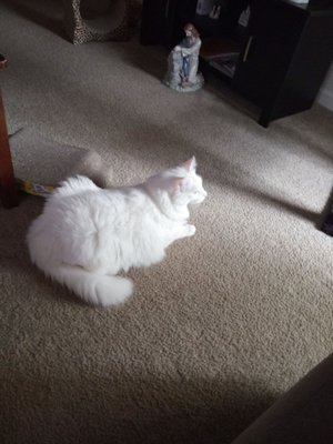 Snowball watching birds out the balcony door