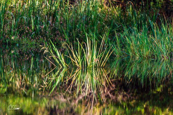 Pond grass.
 dsowens.com