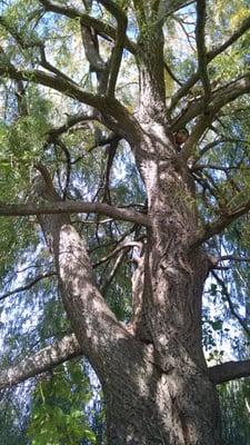 One of the best climbing trees outside!