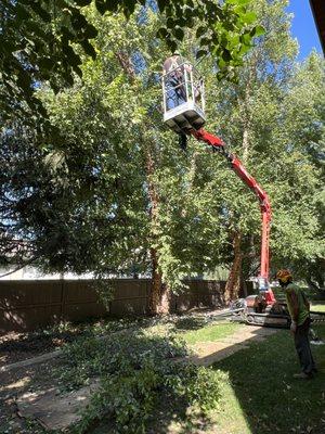 Chandler Tree Service