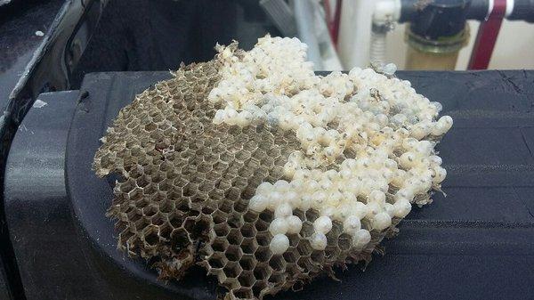 Interior piece of hornet nest.