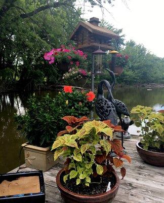 Castaways Marina - the dock is in full bloom!