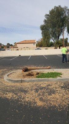 Its gone. Tree removed with the root ball out. Now another tree can be planted on the same spot