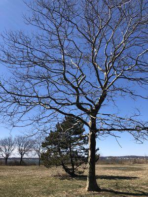 Trees in winter