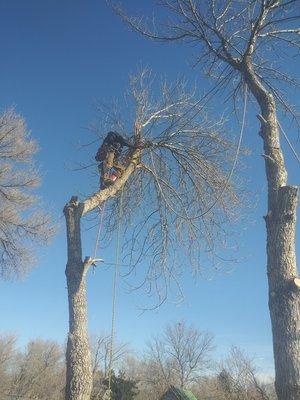 Climbing an ash tree over 2 garages