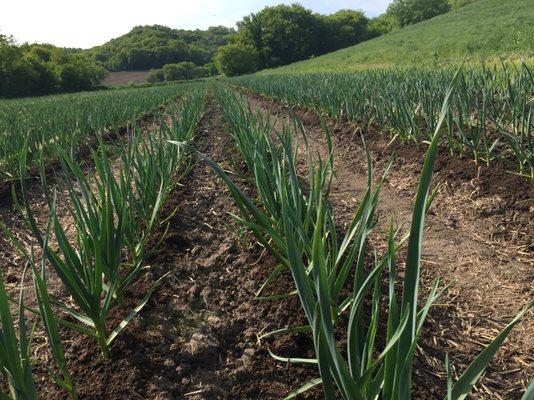 Garlic Field view in early May...