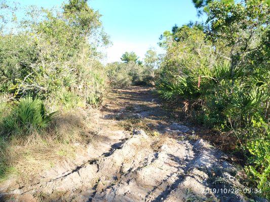 Carving out new garden from area clogged with palmettos with their Bobcat and mulcher.