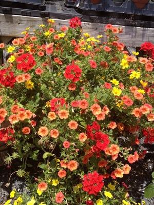 Blue Ribbon Nursery & Landscaping, LLC