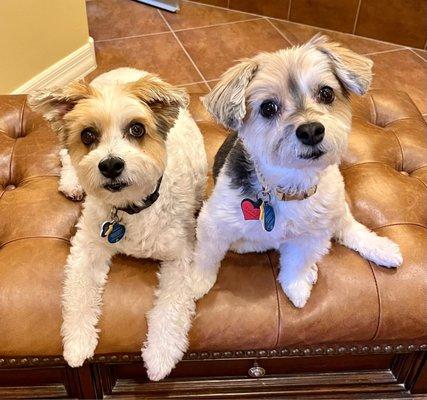 Louisa and petey morkies part Maltese part yorkie. They are so sweet