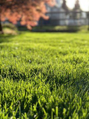 A NaturaLawn of America customer's lawn.