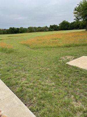 Excellent patches of wildflowers.