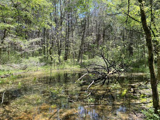 Hidden Springs Trail Loop