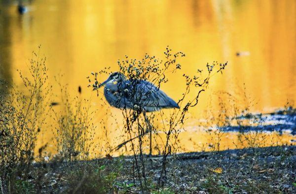 The Blue Heron is sneaking off behind some brush at dusk.