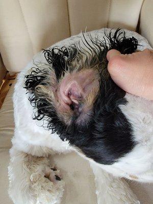 Ears infected with yeast. She had to be sedated to clean and pack them.