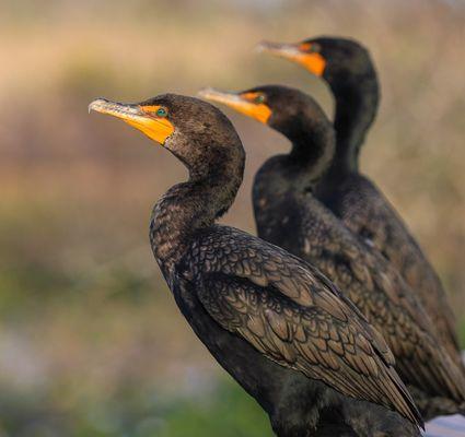 Double-breasted cormorants