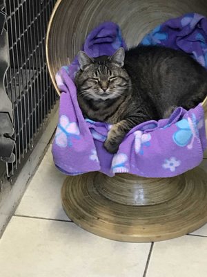 Meatloaf napping on his throne.