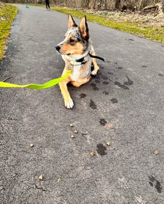 Finn practicing down, on a trail, other dogs barking at him, with heart shaped yummy treats within reach!