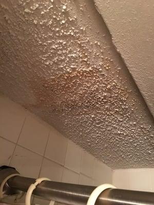 Mold in shower from water leak above me.