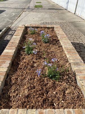 Plant install and mulching.