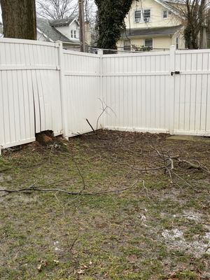 Current-- branches that were cut but not removed from the adjacent tree continue to fall on our property.