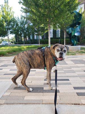 Bentley out for a walk before having his lunch.