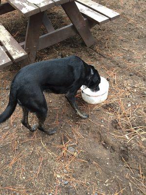 Community water dish.