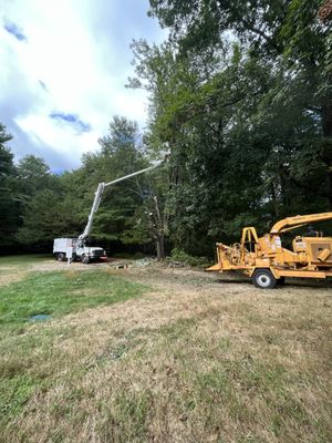 Pruning trees around your property line can improve overall aesthetics, and health of your trees.