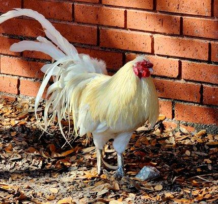 Centennial Park Chicken.