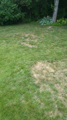 Just a FEW of the spots in the lawn after 5+years of "professional" care.