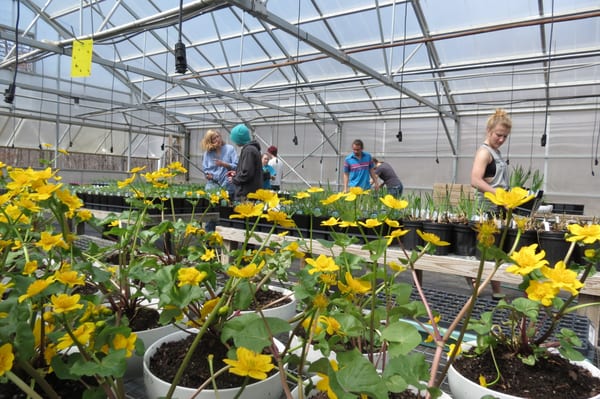 Students working and learning at our native plant nursery.