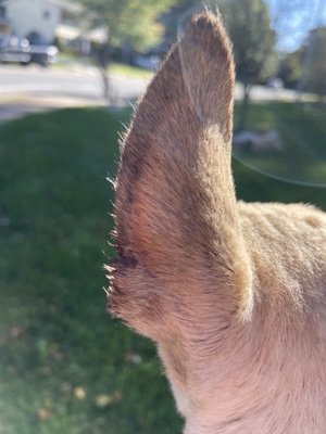 Back view of his ear four days later in natural sunlight