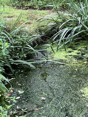 Duckweed before.