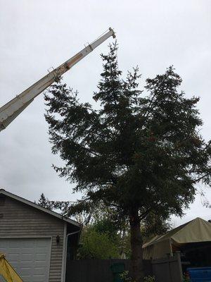 We own our own crane so nobody can consistently beat our prices for trees within reach. Cuts down labor significantly.