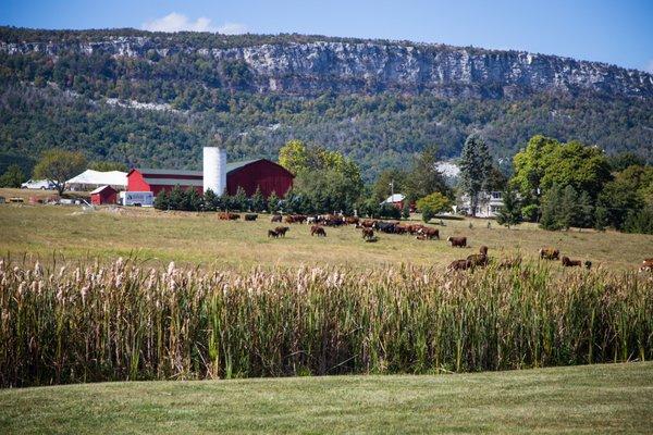 View of the farm and Ridge. Tasting Room is located in the Revolutionary Era Barn.