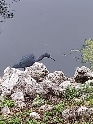 Crane in the backyard !