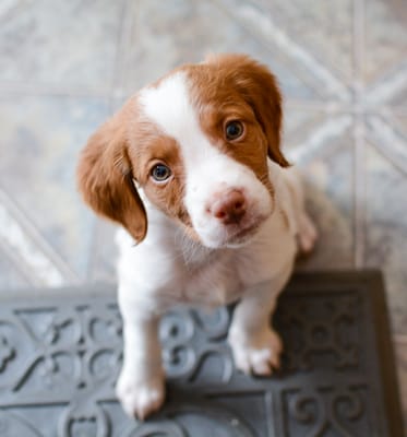 Beautiful little Brody at 9 weeks of age.  Getting ready for a walk and some positive dog training!